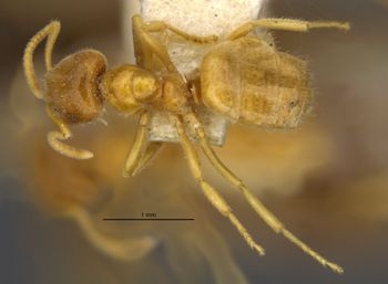 Media type: image;   Entomology 30110 Aspect: habitus dorsal view